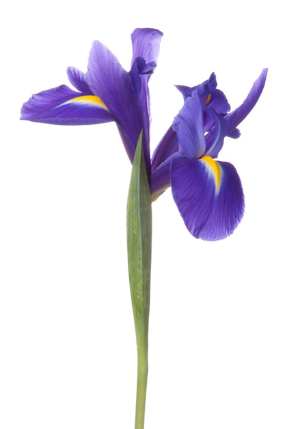 Blue iris or blueflag flower