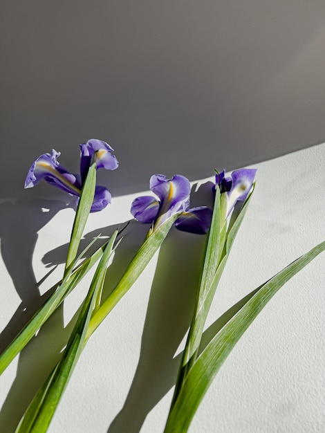 青いアイリスの花。白い背景に菖蒲の花束