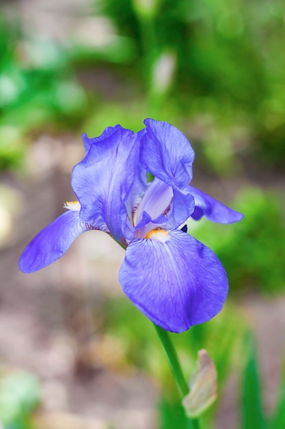 緑の庭の背景に青いアイリスの花のクローズアップ