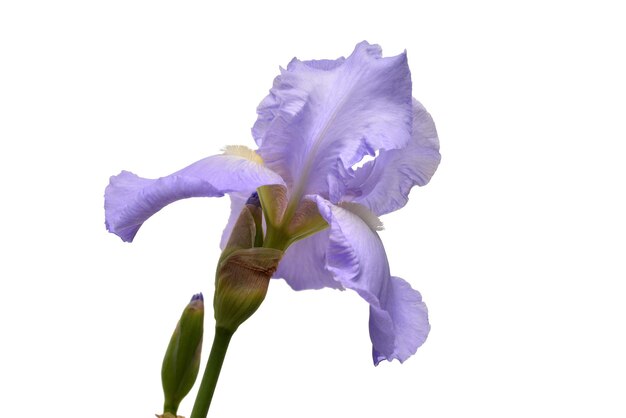 Blue iris flower isolated on white background. Summer. Spring. Flat lay, top view. Floral pattern. Love. Valentine's Day