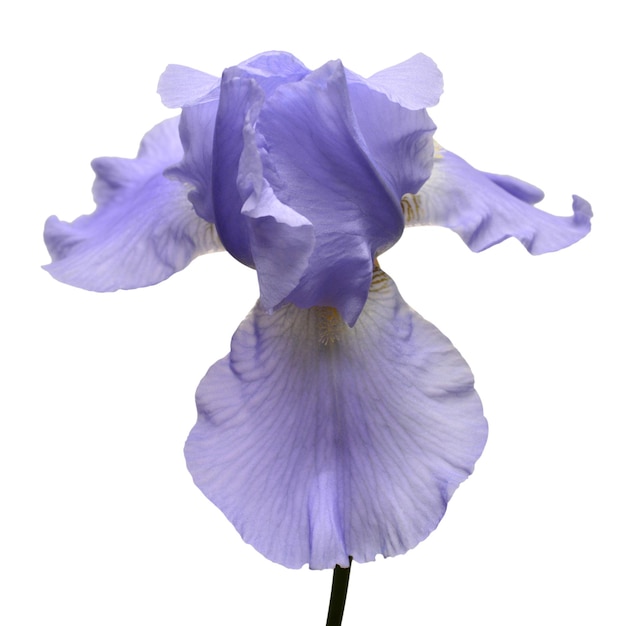 白い背景に分離された青いアイリスの花。夏。バネ。フラットレイ、上面図。花柄。愛。バレンタイン・デー