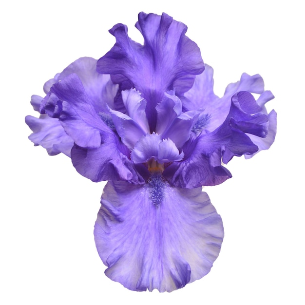 Blue iris flower isolated on white background. Summer. Spring. Flat lay, top view. Floral pattern. Love. Valentine's Day