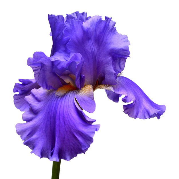 Foto fiore di iris blu isolato su sfondo bianco