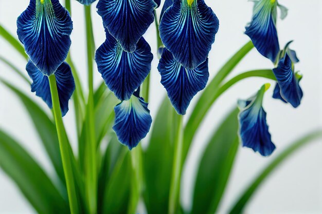 白い背景の上の茎に青いアイリスの花