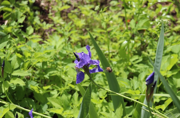 Blue iris and flying bumblebee