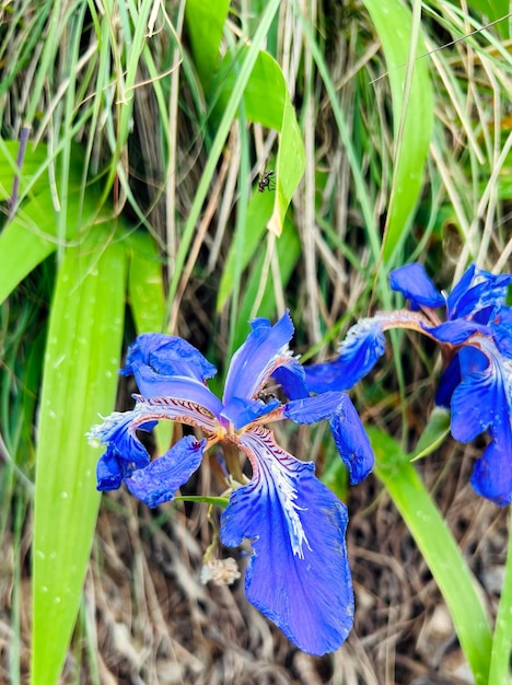 Photo blue iris setosa blue iris flower