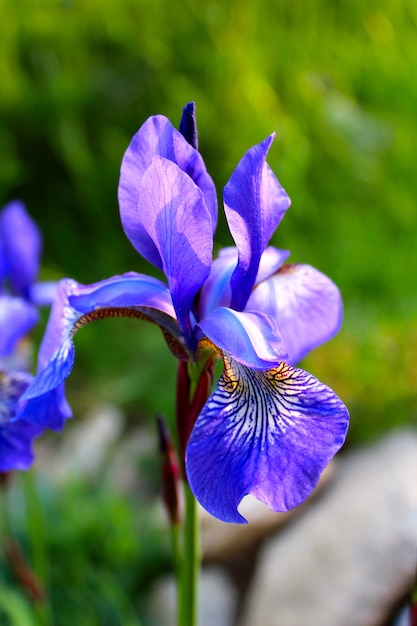 Photo blue iris summer garden