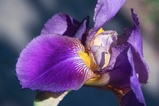 Blue irises against a green grass