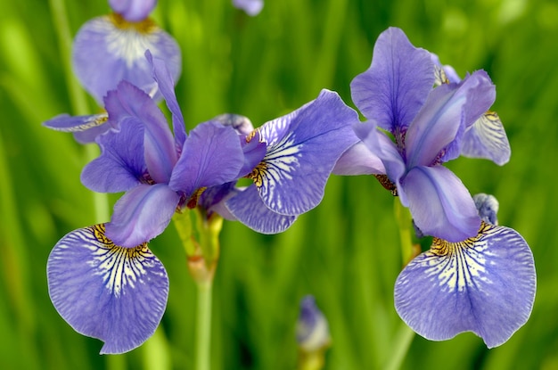 青い菖蒲庭の美しい花