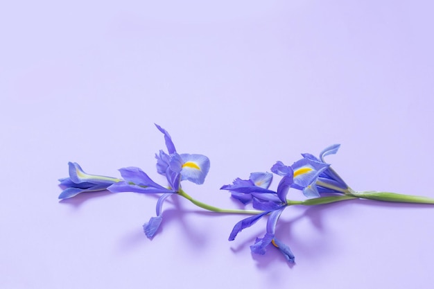 Blue irises on purple paper background