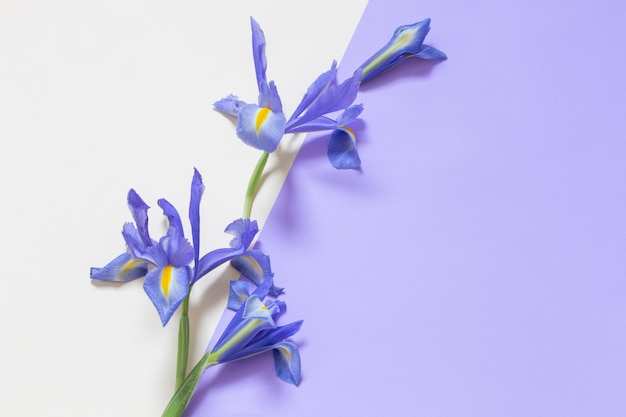 Blue irises on purple and yellow paper background