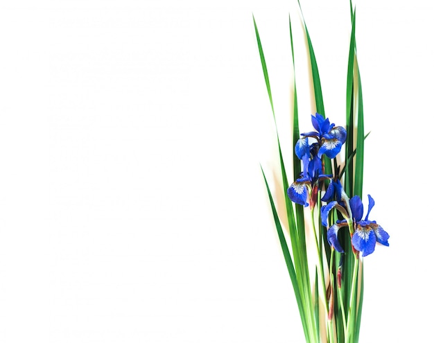 Blue Irises xiphium isolated