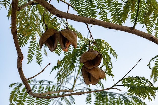 블루 자카란다 나무 Jacaranda mimosifolia 종의 과일