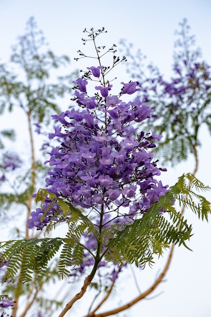 Голубая Жакаранда Дерево вида Jacaranda mimosifolia с цветочными плодами и селективным фокусом