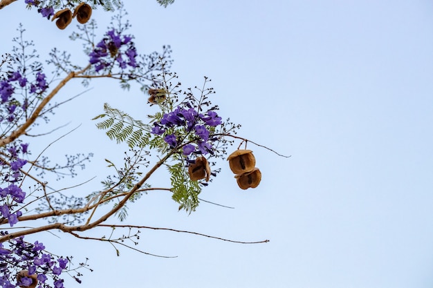 果実の花と選択的な焦点を持つキリモドキ種の青いジャカランダの木