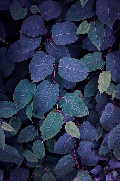 blue japanese knotweed plant leaves in wintertime blue background