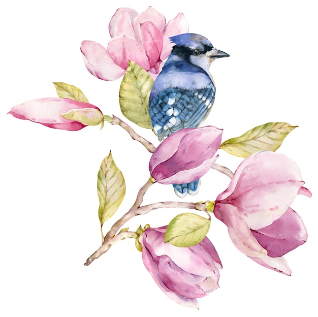 写真 モクレンの咲く枝にアオカケスの鳥 水彩イラスト 春のイラスト 青い森の鳥