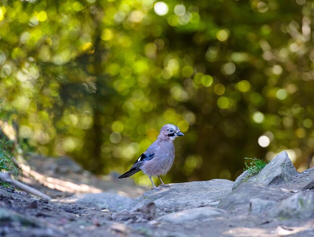 Foto blue jay nella foresta