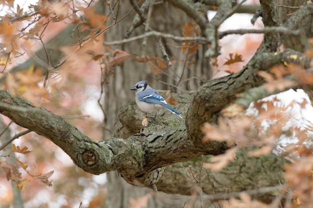 Photo blue jay perching on branch of tree