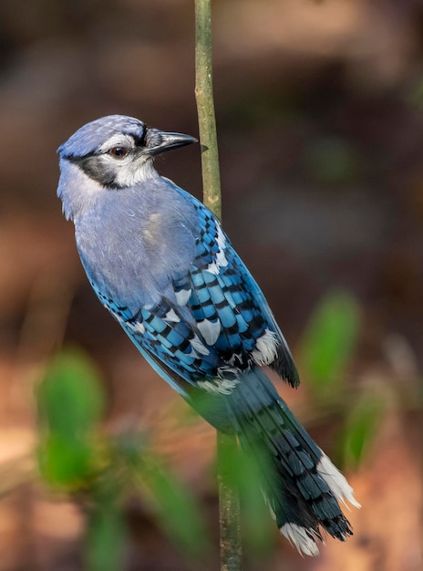 A blue jay sits on a branch in the woods.