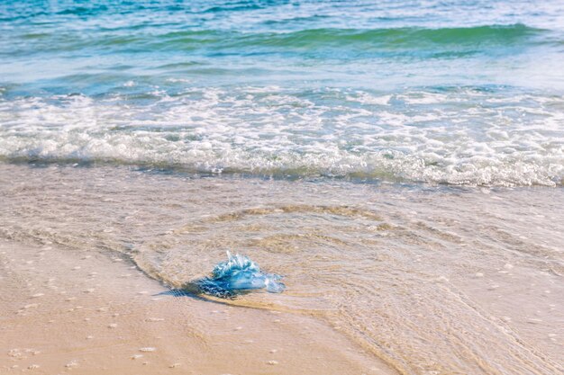 Photo blue jellyfish on the sandy beach of the mediterranean sea monastir tunisia