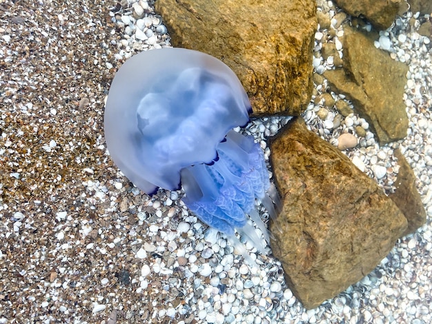 青いクラゲはアゾフ海の浅瀬のクラゲで泳ぐ