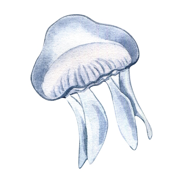 Blue jellyfish watercolor illustration isolated on white background