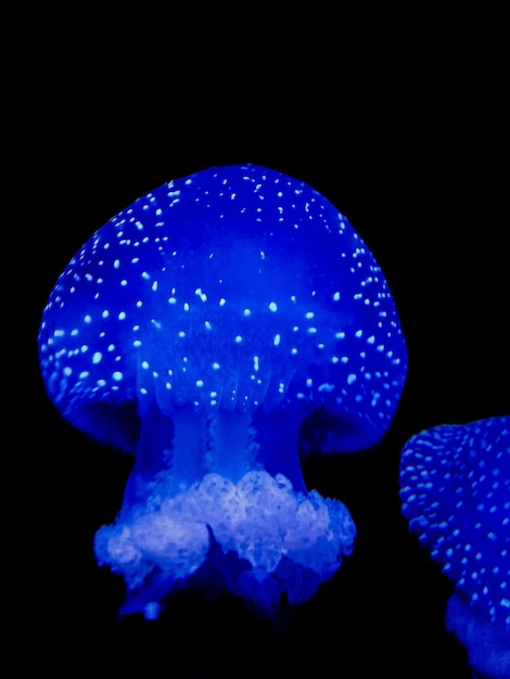 Blue jellyfishes swimming in sea