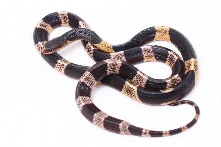 화이트에 블루 krait