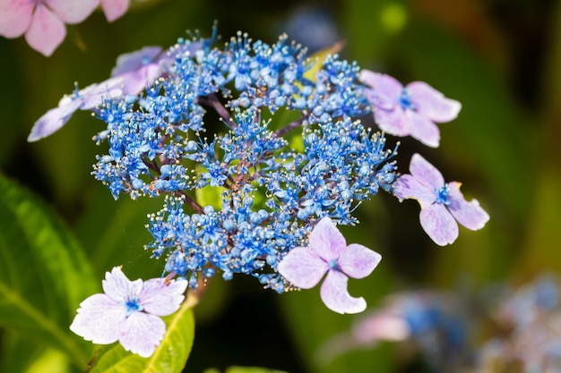 Blue lacecap ortensia