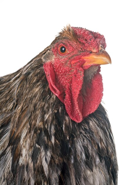 Photo blue-laced wyandotte chicken in studio