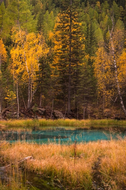 写真 森の中の青い湖。秋の風景。葦が生い茂った湖。