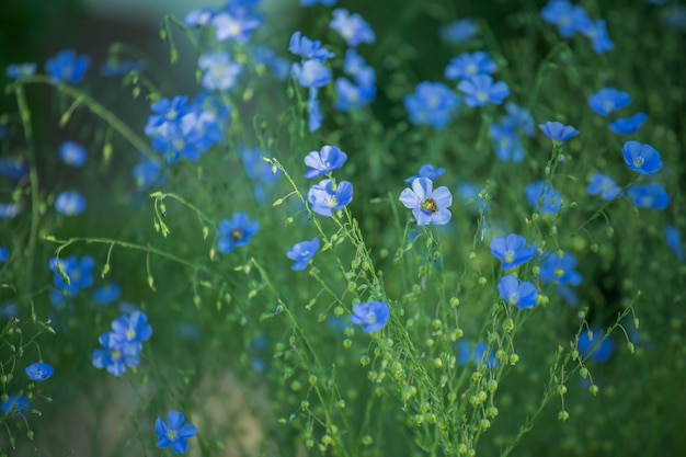 Blue large flowers of garden Linum perenne, perennial flax, blue flax or lint against sun. Decorative flax in decor of garden plot.