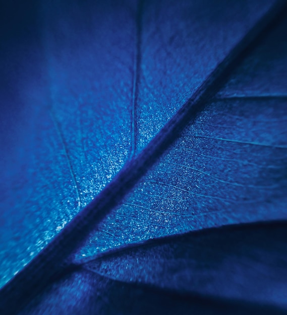 Blue leaf texture in macro