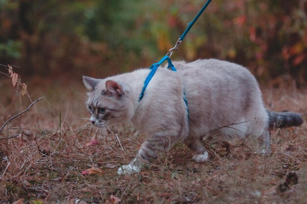 Foto un guinzaglio blu attaccato a un gatto