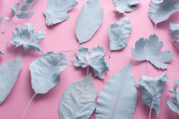 Blue leaves on a pink background autumn composition texture Concept art Minimal surrealism