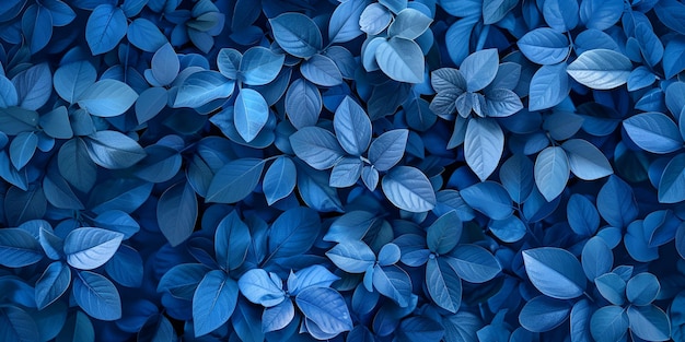 Blue leaves of a plant with leaves