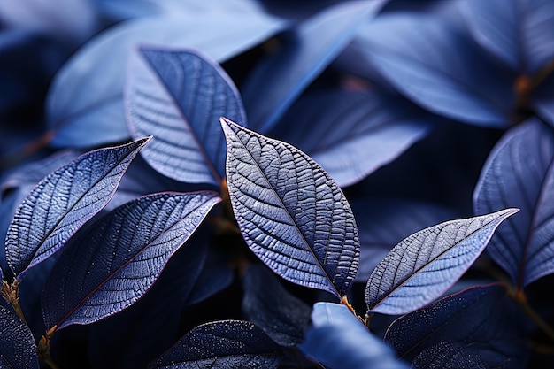 Photo blue leaves of plants in nature in the fall season blue background