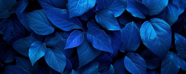 Photo blue leaves texture with a dark background