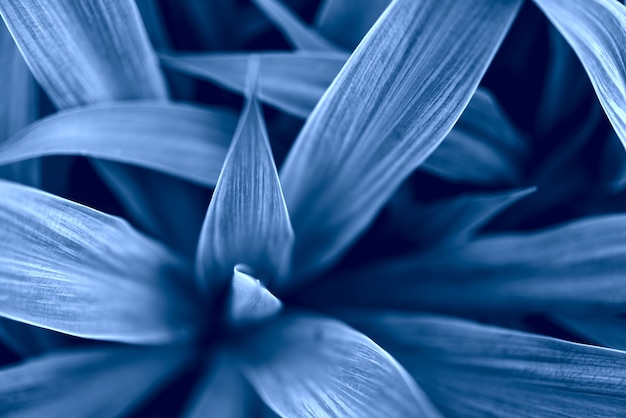 Blue leaves textured background. Color of the year concept, classic blue