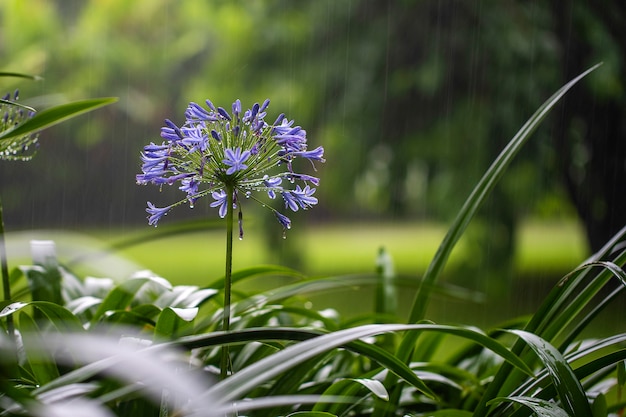 Blue lily flower during tropical rain