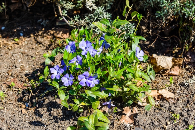 Синие льняные цветы на клумбе в саду