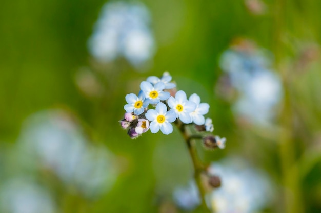 春のマクロ撮影で晴れた日に緑の背景に青い小さな忘れの花