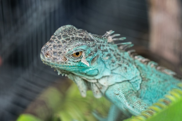 Blue lizard in the cage