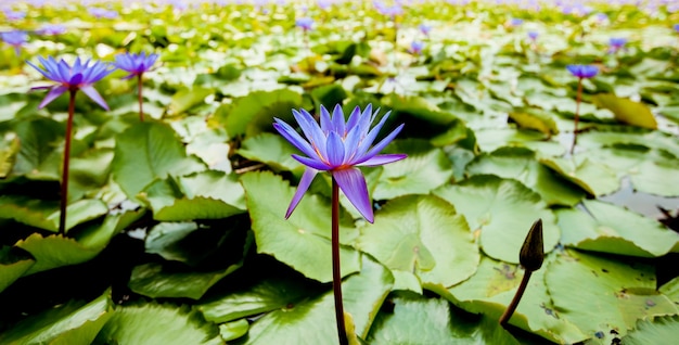 ブルーロータスの花のパノラマ