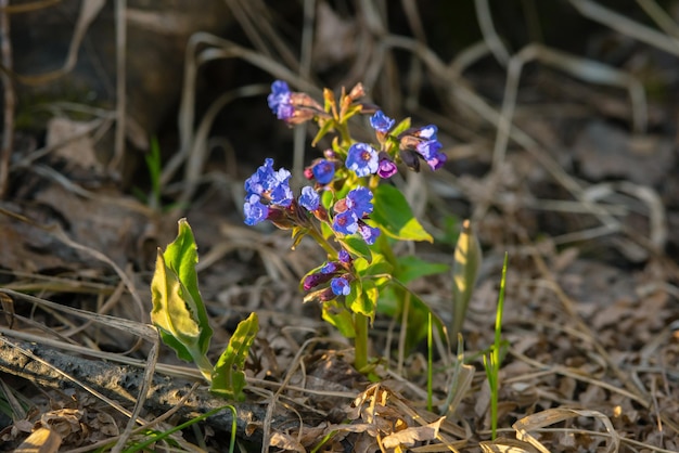 Blue lungwort flowers on a blurred background Pulmonaria plant closeup