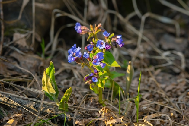 Blue lungwort flowers on a blurred background pulmonaria plant closeup