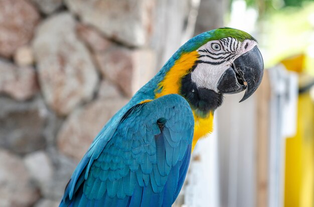 Macaw blu, sfondo, modello, sfocatura