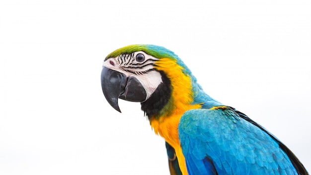 Blue macaw parrot