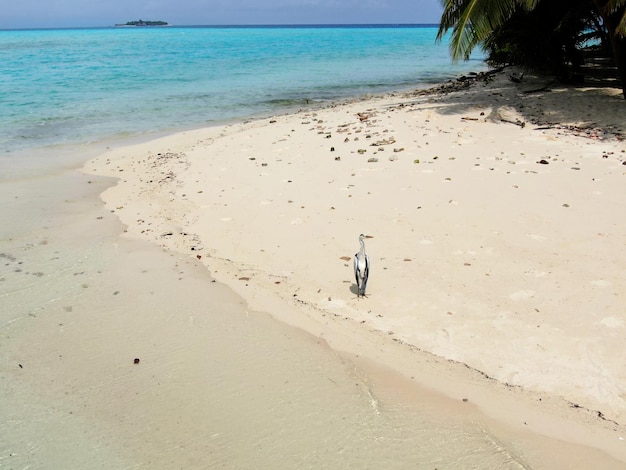 Photo blue maldive islands seascape with geen foliage and bird